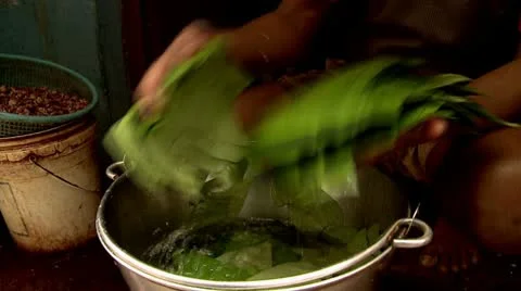 Washing Leaves Stock Footage 10590228