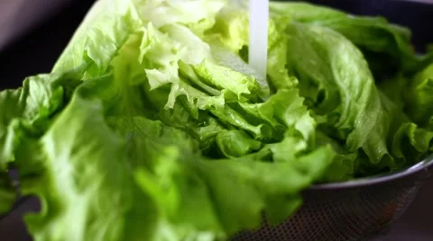 Washing lettuce Stock Footage 46266096