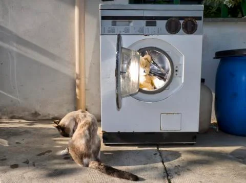 Washing machine teddy bear 库存照片
