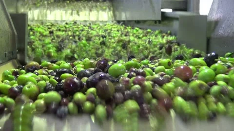 Washing Olives (1) Video stock 43968595