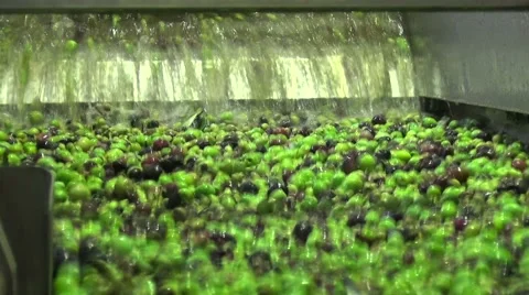 Washing Olives (2) Stock Footage 43968770