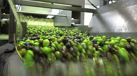 Washing Olives (3) Stock Footage 43968941