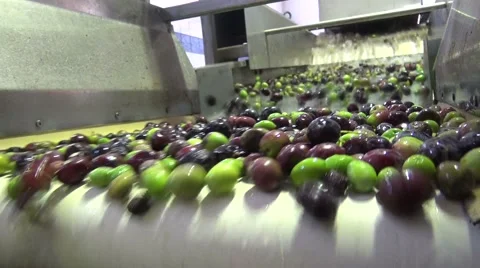 Washing Olives (4) Vidéo 43969163
