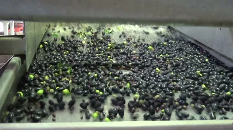 Washing Olives (6) Stock Footage 43969897