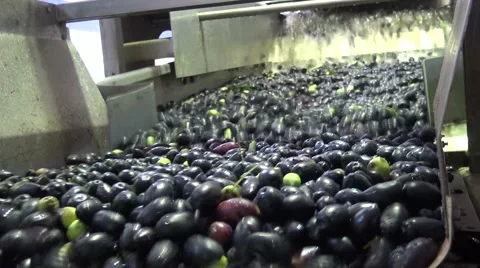 Washing Olives (7) Stock Footage 43970585