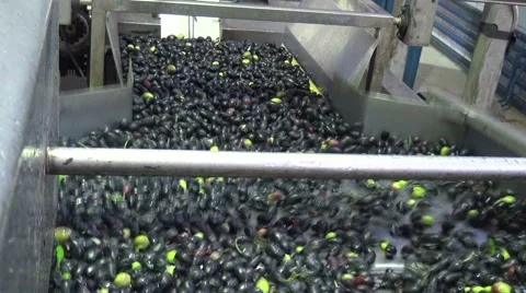 Washing Olives (8) Stock Footage 43970833