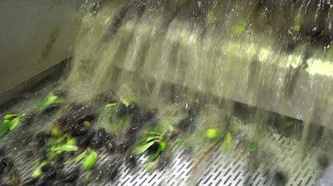 Washing Olives (9) Stock Footage 43971110