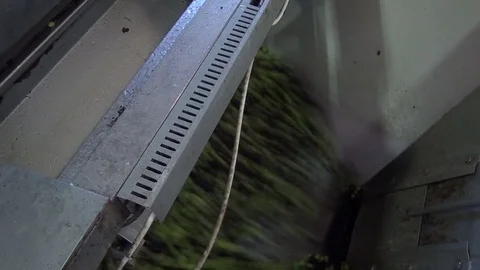 Washing Olives in the Olive Press 動画素材 73429037