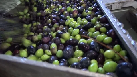 Washing Olives in the Olive Press Vídeos de archivo 73429334