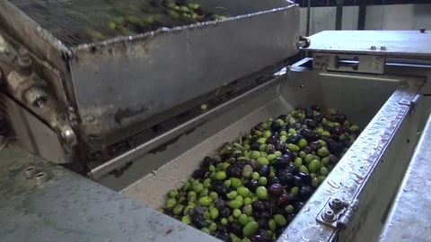 Washing Olives in the Olive Press Видео 73429465