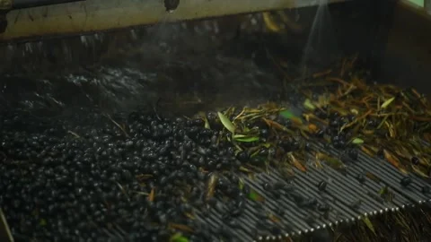Washing olives before the start of their processing for olive oil production Stock Footage 140215894