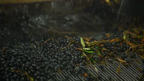 Washing olives before the start of their processing for olive oil production Stock Footage 140215927
