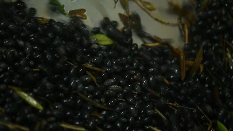 Washing olives before the start of their processing for olive oil production Stock Footage 140215944