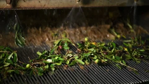 Washing olives before the start of their processing for olive oil production Stock Footage 140216261