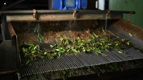 Washing olives before the start of their processing for olive oil production Stock Footage 140216274