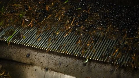 Washing olives before the start of their processing for olive oil production Stock Footage 140216748