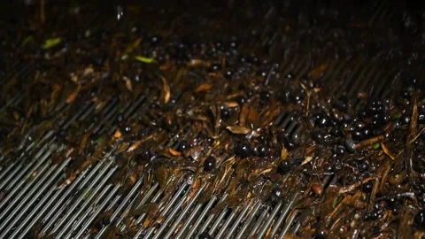Washing olives before the start of their processing for olive oil production Stock Footage 140216858