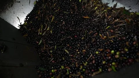 Washing olives before the start of their processing for olive oil production Stock Footage 140217920