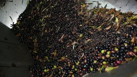 Washing olives before the start of their processing for olive oil production Stock Footage 140217947