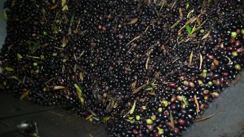 Washing olives before the start of their processing for olive oil production Stock Footage 140217963