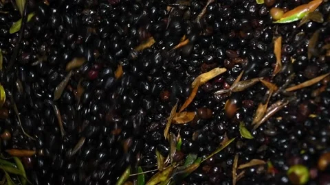 Washing olives before the start of their processing for olive oil production Stock Footage 140217969