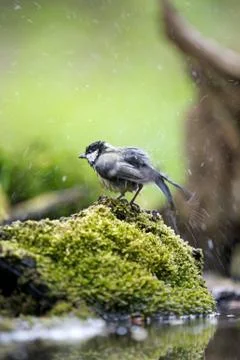 Washing 스톡 사진