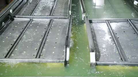 The washing process during cheese production at a cheese factory. Vídeos de archivo 329870561