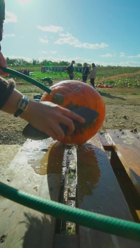 Washing Pumpkin in 60p Stock Footage 218309450