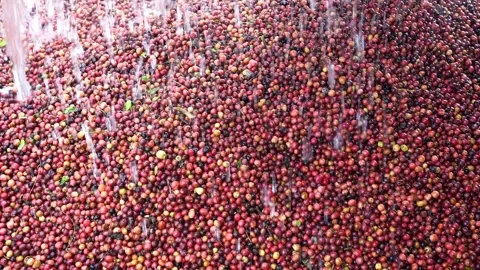 Washing Red Coffee Beans Stock Footage 241551153
