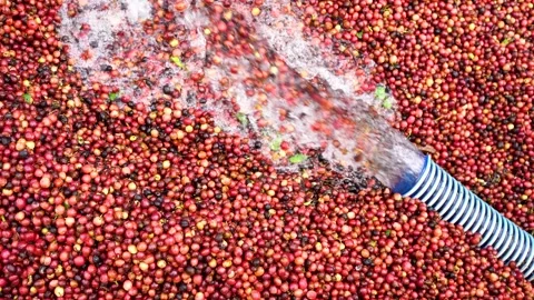 Washing Red Coffee Beans Stock Footage 241551229