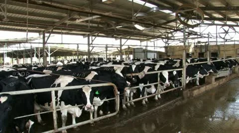Washing &amp; refreshing cattle Vídeo Stock 20508984