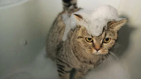 Washing a Scottish cat in a muzzle cabin Stock Footage 231163138