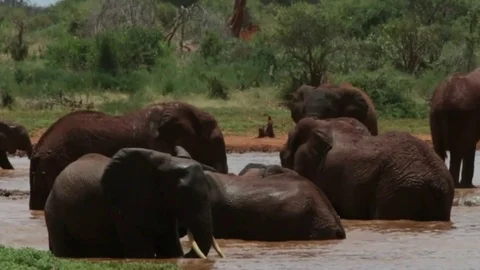 Washing time for elephants 動画素材 86611311
