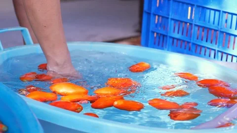 Washing tomatoes- close up Stock Footage 83414732