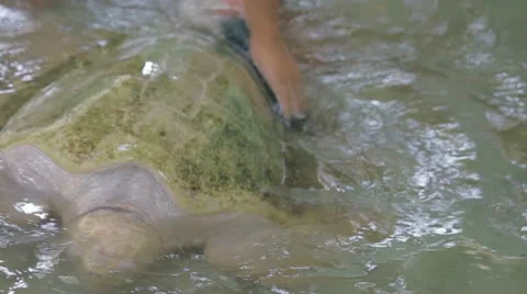 Washing turtles ecology Stock Footage 12317524