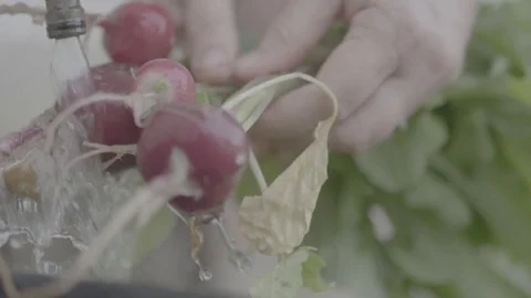 Washing vegetables from farm Stock Footage 73887200