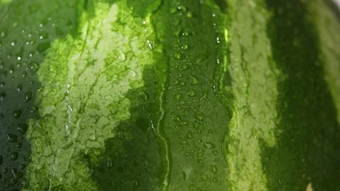 Washing watermelon. Drops and streams of water flow down the fruit. Close-up. Stock Footage 248790883