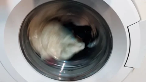 Washing White Clothes in the Washing Machine Stock Footage 221457382