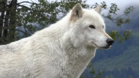 WASHINGTON - 2023 - Close-up of a white wolf looking out on a Washington Видео 259629951