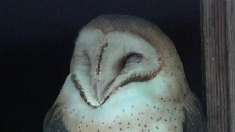 Washington barn owl head zoom in Stock Footage 80297057