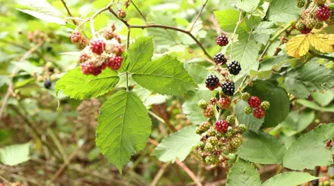 Washington Blackberries #2 Stock Footage 33341250