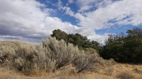 Washington clouds over trees with sagebrush Stock Footage 81815791