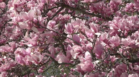 Washington DC beautiful spring blossoms 4K Stock Footage 49688469