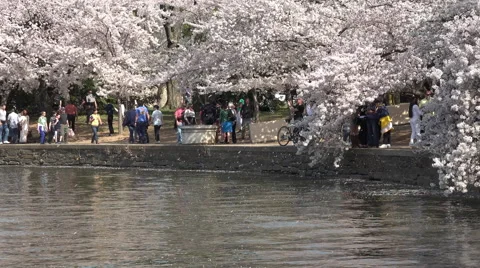 Washington DC beautiful spring cherry blossoms 4K Stock Footage 49671338