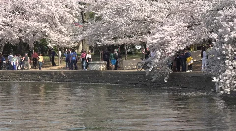 Washington DC beautiful spring cherry blossoms fast 4K Stock-Footage 49692273