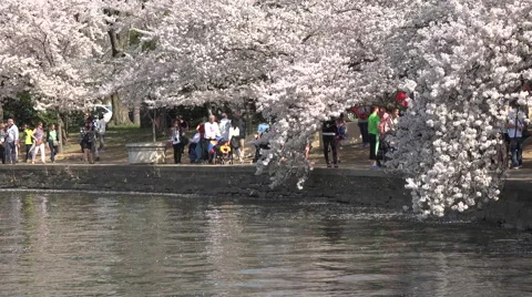 Washington DC beautiful spring cherry blossoms water 4K Stock-Footage 49692629