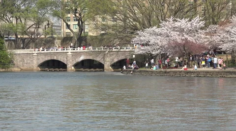 Washington DC beautiful spring cherry blossoms bridge tourism 4K Stock Footage 49693062