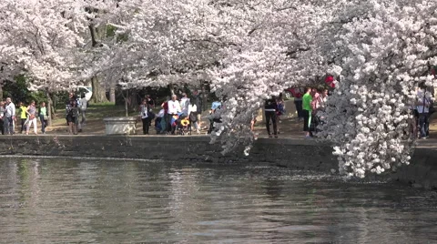 Washington DC beautiful spring cherry blossoms water HD Stock Footage