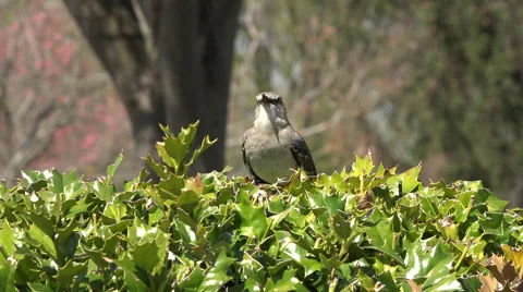 Washington DC bird singing chirp near waterfall 4K 009 Stock Footage 49933796
