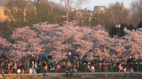 Washington DC Blooming cherry trees in afternoon light 動画素材 40626291
